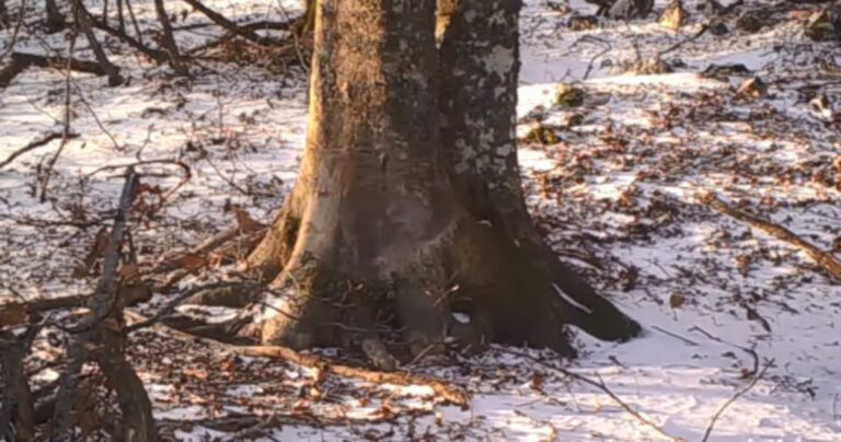 Αποφάσισε να καταγράψει επί έναν χρόνο ένα δέντρο και μας παρουσιάζει όσα χάνουμε καθημερινά