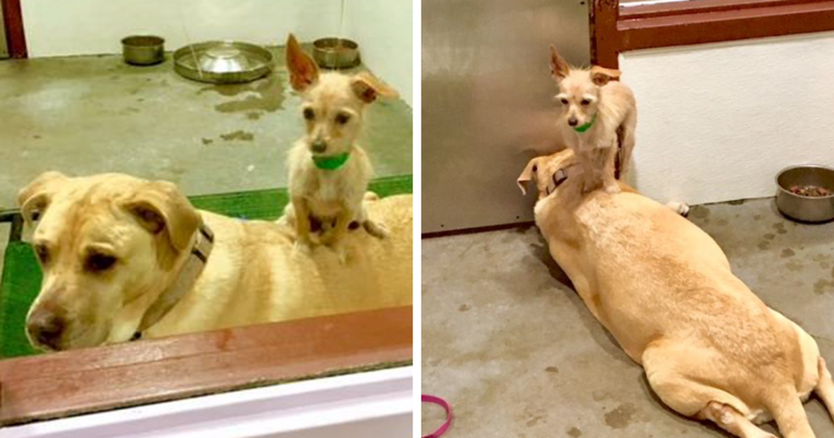 Αδέσποτος σκύλος δεν ξεκολλάει από τον φίλο του σε καταφύγιο για να ιυοθετηθούν μαζί