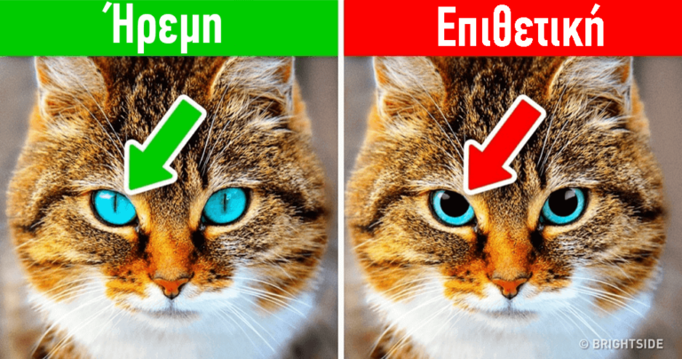 12 σημάδια ότι πρέπει επειγόντως να πάτε τον σκύλο ή την γάτα σας στον κτηνίατρο