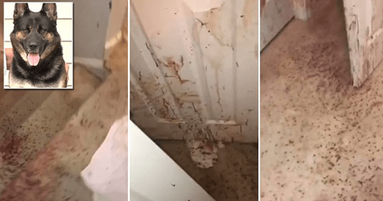 Οικογένεια γύρισε σπίτι της και βρήκε τους τοίχους γεμάτους αίματα