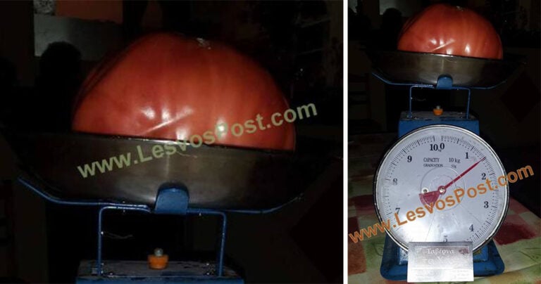 Ντομάτα που ζυγίζει περίπου ενάμιση κιλό βρέθηκε στη Λέσβο