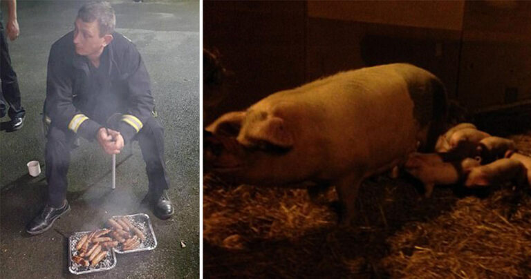 Πυροσβέστες έσωσαν γουρούνια και έξι μήνες αργότερα τα έκαναν λουκάνικα