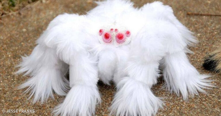 13 πολύ περίεργα πλάσματα που ελάχιστοι γνωρίζουν την ύπαρξη τους