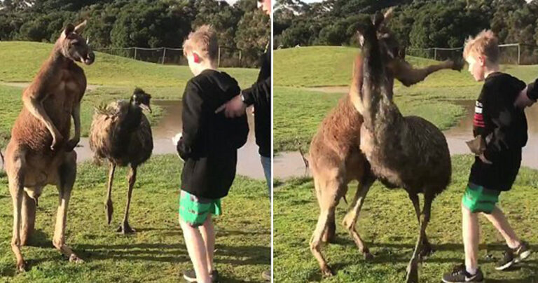 Kαγκουρό έδωσε μπουνιά σε παιδί που το πλησίασε και το έριξε στο έδαφος
