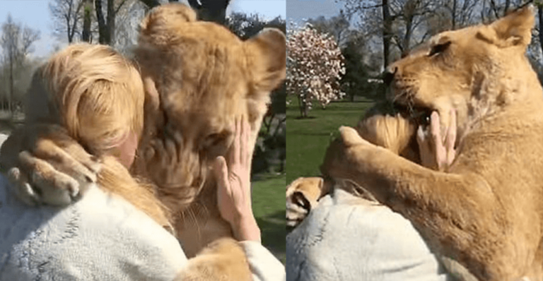 Λιοντάρια ξαναβλέπουν την γυναίκα που τα μεγάλωσε και λιώνουν από αγάπη και ευγνωμοσύνη