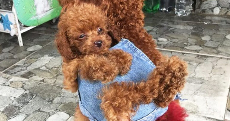 Άντρας έφτιαξε ρούχο για να κουβαλάει το σκυλί του τα κουτάβια του