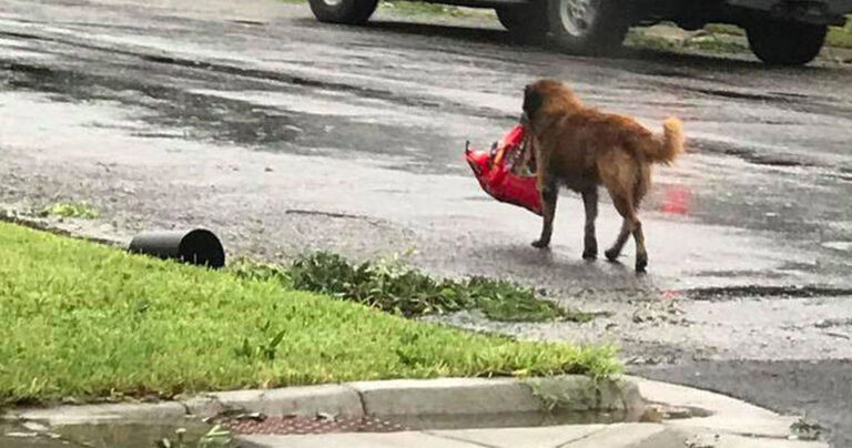 Σκύλος με γεμάτη σακούλα από φαγητό τρέχει να ξεφύγει από τον τυφώνα Χάρβεϊ στις ΗΠΑ