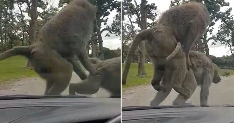Οικογένεια πήγε για σαφάρι και ξαφνικά μπαμπουίνοι άρχισαν να ζευγαρώνουν πάνω στο καπό