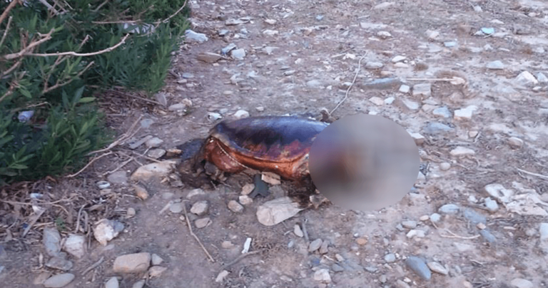 Άγνωστοι βασάνισαν και αποκεφάλισαν θαλάσσια χελώνα στο Ηράκλειο