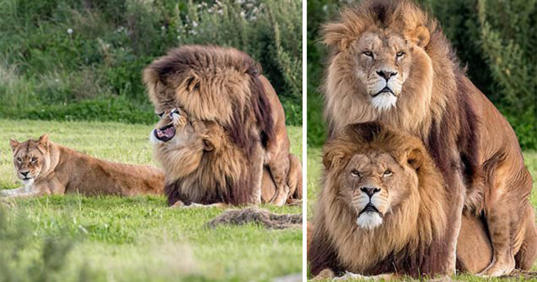Aρσενικά λιοντάρια μοιάζουν ότι ζευγαρώνουν και έχουν προκαλέσει παγκόσμια αίσθηση