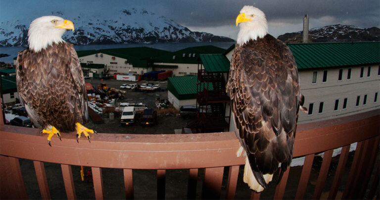 Η πόλη που οι αετοί είναι τόσο συνηθισμένοι όσο τα περιστέρια