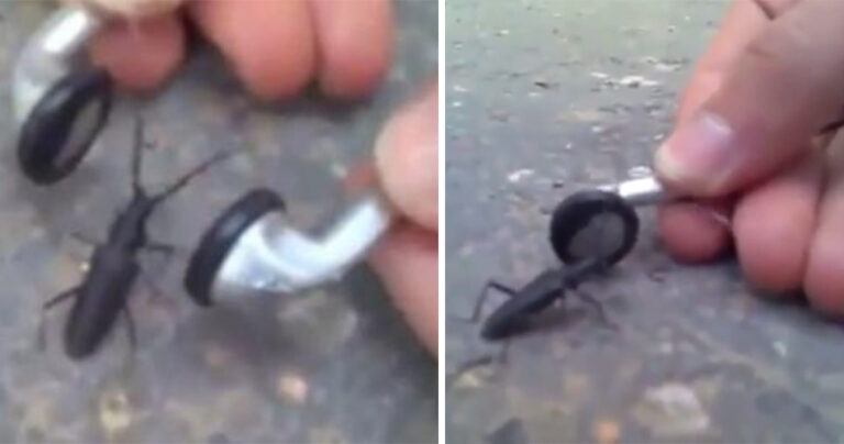 Άντρας τοποθετεί ακουστικά με μέταλ μουσική γύρω από έντομο και εκείνο χτυπιέται στο ρυθμό