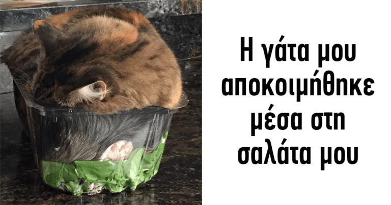 40 φορές που γάτες έκατσαν όπου βρήκαν και τρέλαναν το ίντερνετ