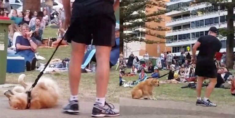 Σκύλος το παίζει νεκρός για να μη φύγει από το πάρκο