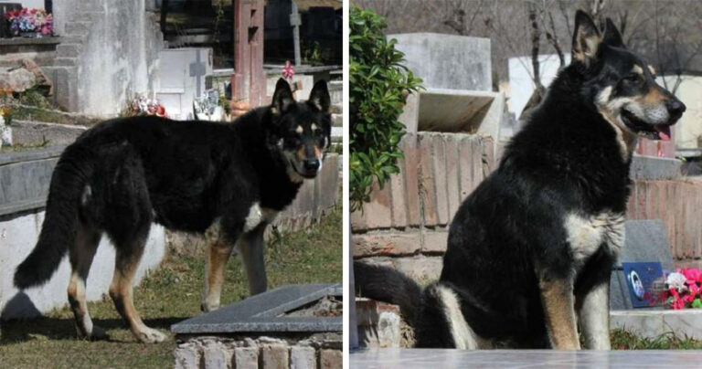 Σκύλος κάθεται πάνω από τον τάφο του αφεντικού του εδώ και 10 χρόνια