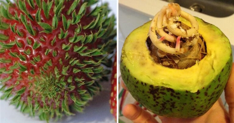 20 τρομακτικές εικόνες από φρούτα και λαχανικά που έβγαλαν βλαστάρια νωρίς