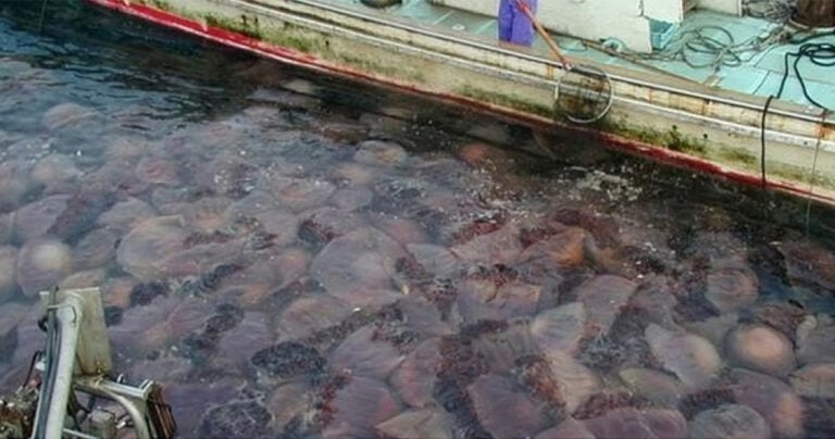 Αυτοί είναι οι λόγοι της επιδρομής των μεδουσών