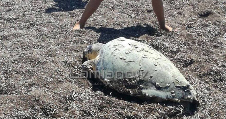 Πελώρια θαλάσσια χελώνα ξεβράστηκε νεκρή στον Φάρο Ραχών