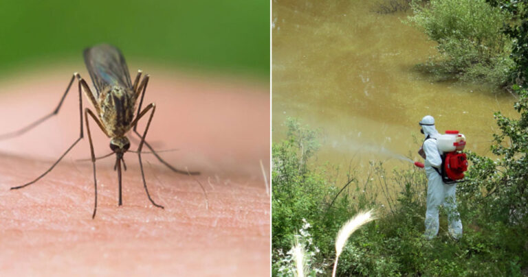 Πρόεδρος ΚΕΕΛΠΝΟ: «Φορέστε μακριά μανίκια για να προστατευτείτε από τον ιό του Δ. Νείλου»