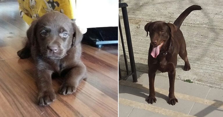 Η Ελληνική Αστυνομία καλωσορίζει το νέο της τετράποδο συνάδελφο