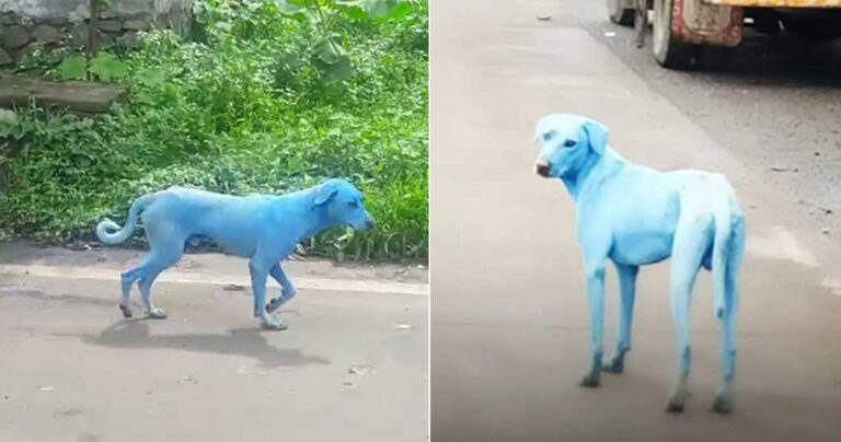 Στην Ινδία οι αδέσποτοι σκύλοι γίνονται μπλε και αυτό οφείλεται σε ένα τραγικό γεγονός
