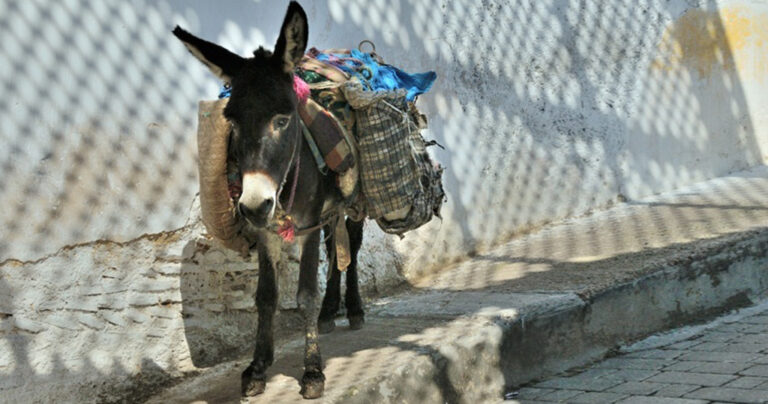 «Τρέχουν» για το ενδεχόμενο λύσσας παιδιά ηλικίας έως 15 ετών που βίασαν γαϊδούρι στο Μαρόκο