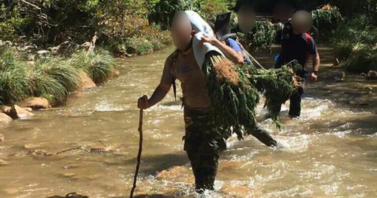 Αστυνομικοί μετέφεραν 750 δενδρύλλια χασίς στους ώμους για 3,5 ώρες στην Πάτρα