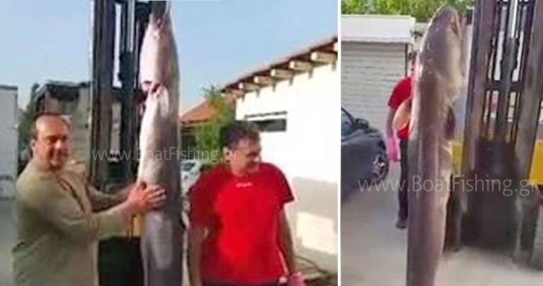 Ερασιτέχνες ψαράδες από Δίστομο και Στείρι έπιασαν μουγκρί-τέρας στον Κορινθιακό