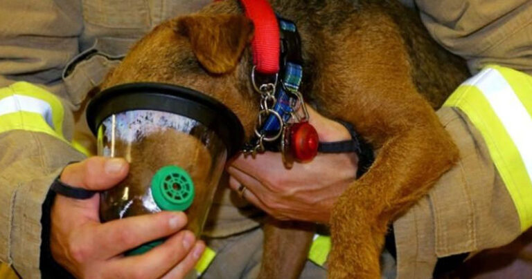 Τώρα μπορείτε να υιοθετήσετε ένα αδέσποτο ζώο που τραυματίστηκε στις φωτιές της Αν. Αττικής