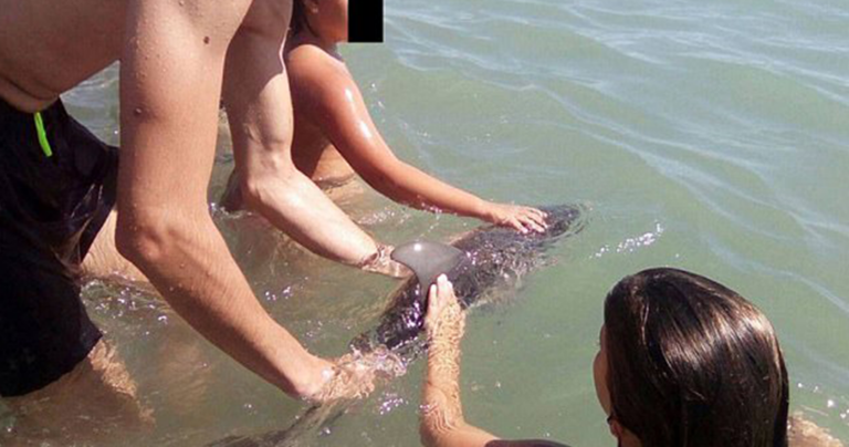 Έβγαλαν φωτογραφίες με δελφινάκι και μετά το άφησαν να πεθάνει στην Ισπανία