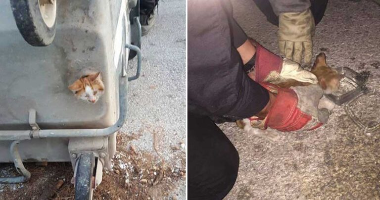 Έλληνες πυροσβέστες απεγκλώβισαν γατάκι που είχε σφηνώσει σε κάδο απορριμμάτων