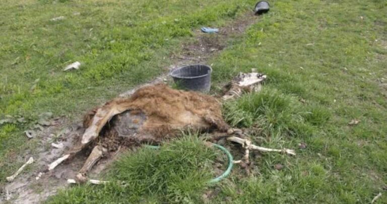 Πάτρα: Eπιχειρηματίας με ζωολογικό κήπο είχε δημιούργησε ένα πραγματικό κολαστήριο ζώων