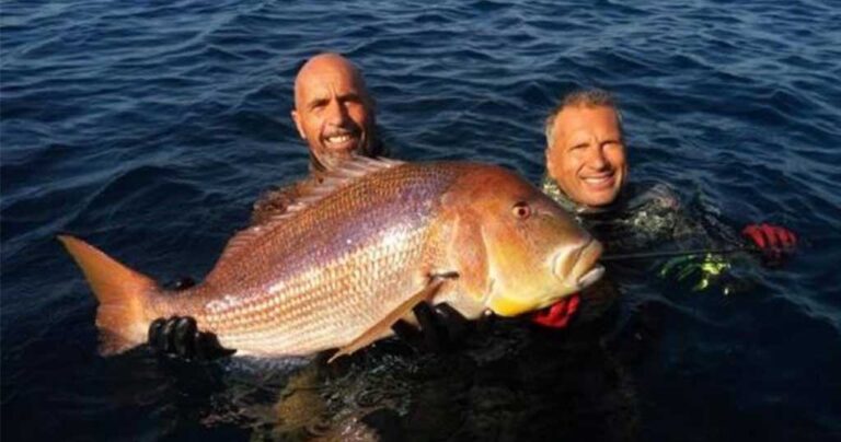 Έλληνας ψαροντουφεκάς έπιασε συναγρίδα 11 κιλών και έκανε παγκόσμιο ρεκόρ