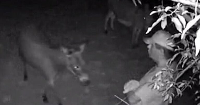 49χρονος προσέγγιζε με καρότα θηλυκά γαϊδουράκια κι ασελγούσε πάνω τους