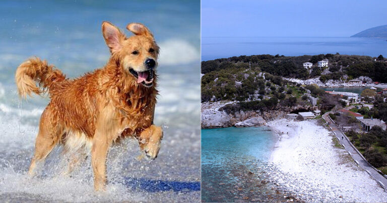 Πήλιο: Ξυλοκόπησε γυναίκα επειδή έβαλε τα σκυλιά της στη θάλασσα