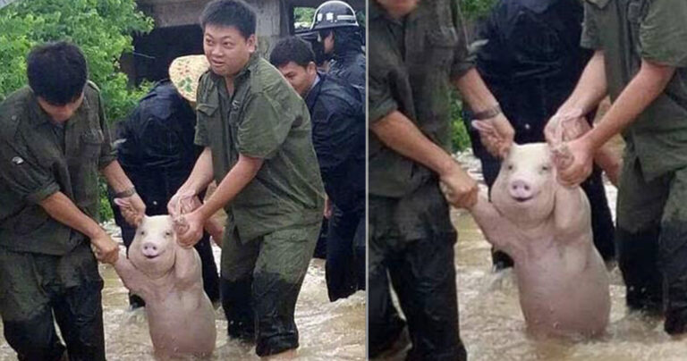 Γουρουνάκι που μοιάζει να χαμογελά διασώθηκε στην Κίνα