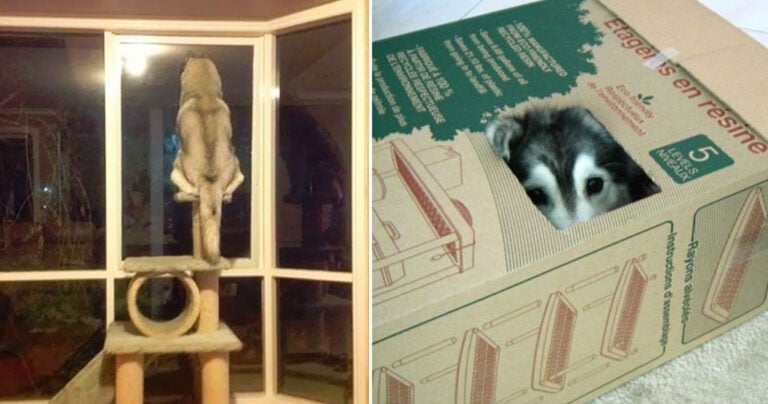 40 φορές που αξιολάτρευτοι σκύλοι νόμιζαν πως ήταν γάτες