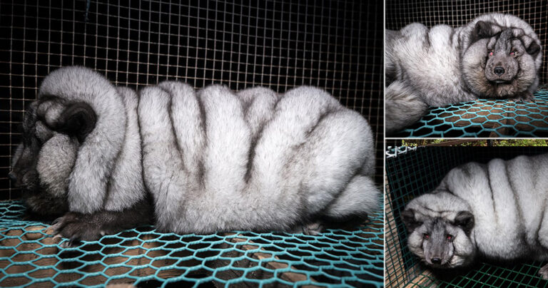 Μετατρέπουν τις αλεπούδες σε τέρατα για να παράγουν περισσότερη γούνα