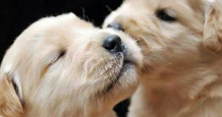 Πως αντιμετωπίζουμε τον σκύλο μας αν έχει φάει φόλα