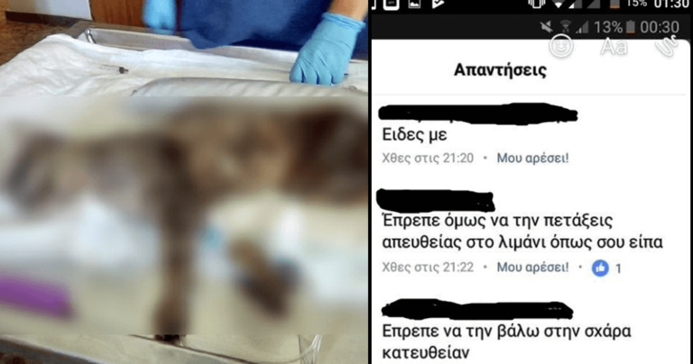 Πυροβόλησαν γάτα στο κεφάλι στα Χανιά και περηφανεύονταν στο Facebook