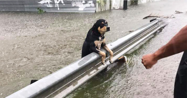 Άφησαν δεμένα τα σκυλιά τους να πεθάνουν στις πλημμύρες που προκάλεσε ο τυφώνας στις ΗΠΑ
