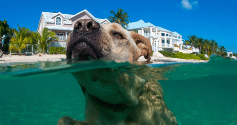 Επιτρέπονται τελικά τα σκυλιά στη θάλασσα;