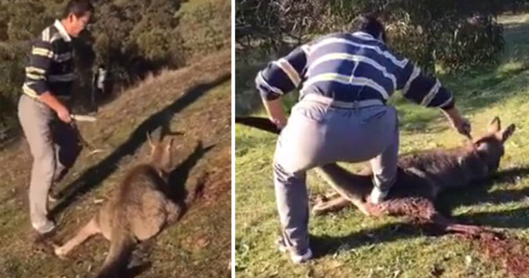 Η τραγική στιγμή που Κινέζος μαχαιρώνει 18 φορές ένα άτυχο καγκουρό