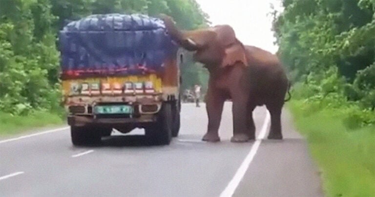 Ελέφαντας σταμάτησε φορτηγό που μετέφερε πατάτες και ξεκίνησε να τις τρώει