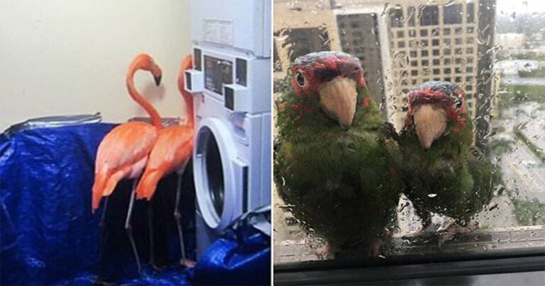 Ζώα ψάχνουν απεγνωσμένα καταφύγιο για να προστατευτούν από τον τυφώνα Ίρμα