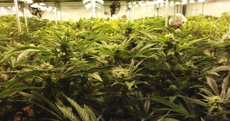 Υπάρχει ένα μεταπτυχιακό που διδάσκει τους φοιτητές πώς να καλλιεργούν χόρτο