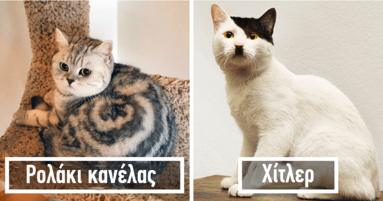 40 γάτες με το πιο ασυνήθιστο και ξεχωριστό τρίχωμα