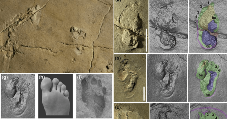 Σπουδαία ανακάλυψη: Βρέθηκαν στην Κρήτη τα πρώτα ίχνη βάδισης του ανθρωπίνου είδους