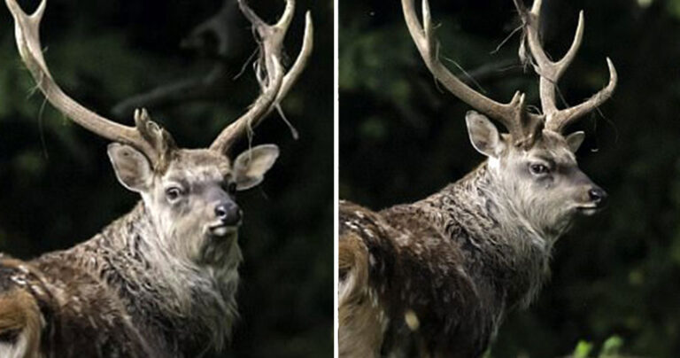 Φωτογράφος κατέγραψε ελάφι που το πίσω μέρος του μοιάζει με κουκουβάγια