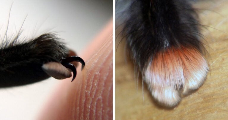 Οι αράχνες έχουν μικρές πατούσες και πια αλλάζει ο τρόπος που τις βλέπουμε